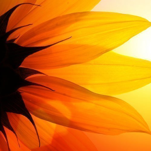Sunflower Sun Muesli
