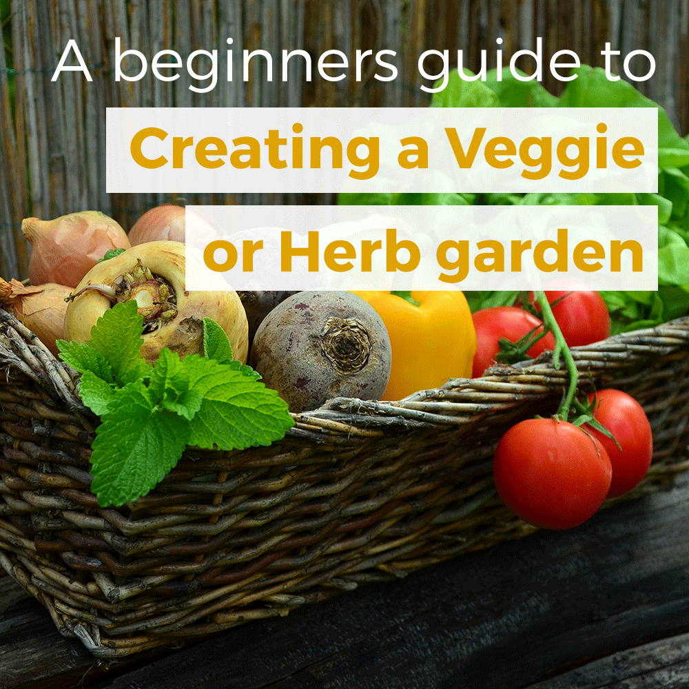 A beginner's guide to creating a vegie and herb garden
