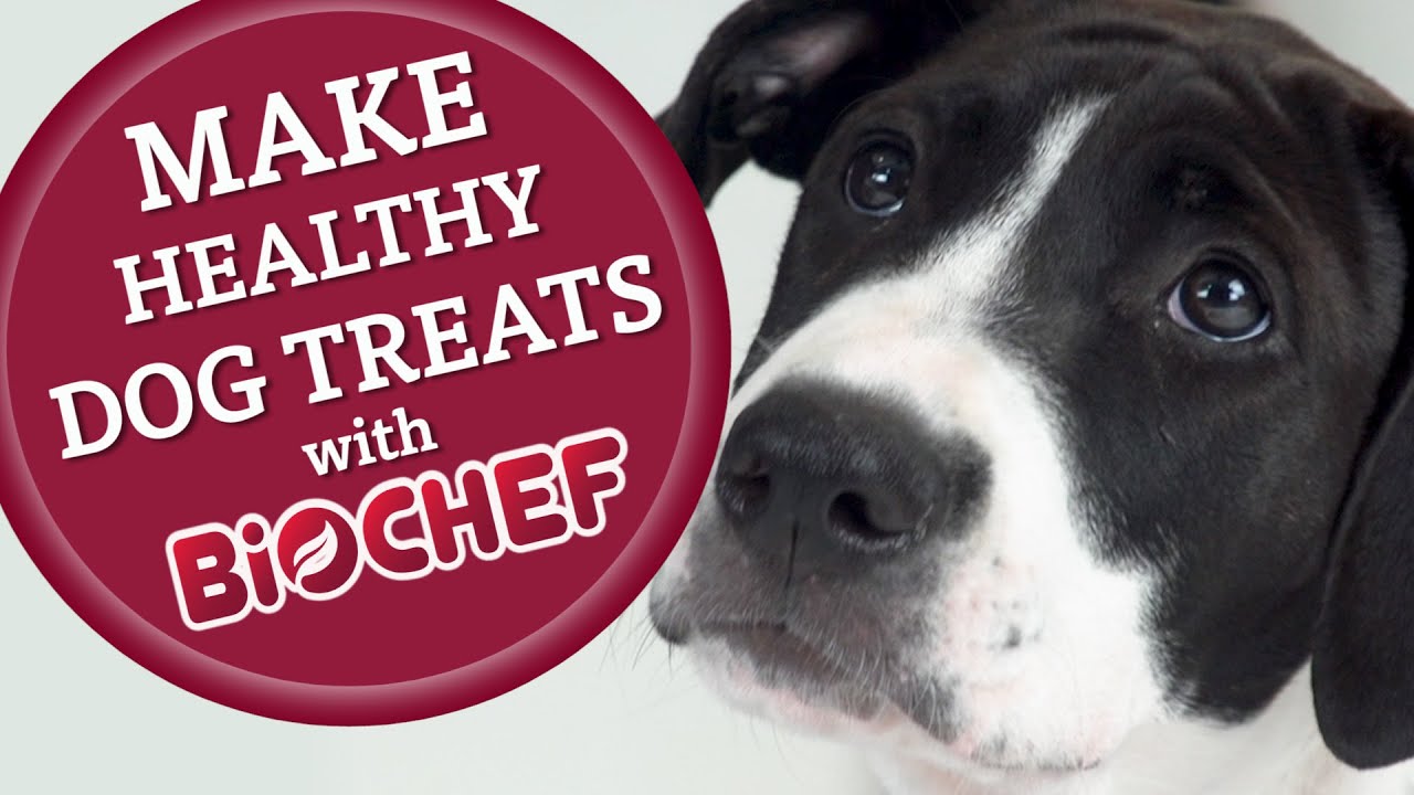 Amazing Healthy Dog Treats with BioChef Kalahari