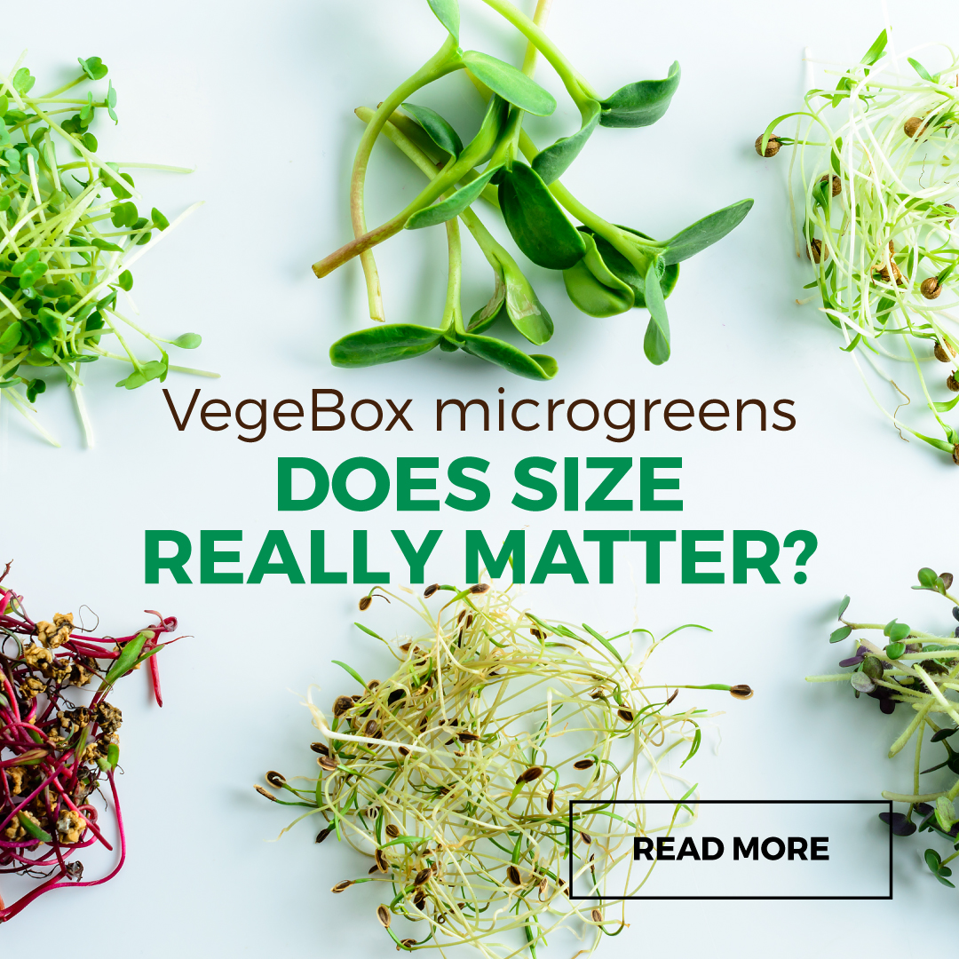 VegeBox Microgreens - does size really matter?